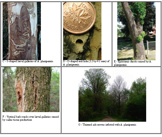 Text Box:   C - S-shaped larval galleries of A. planipennis.	  D - D-shaped exit hole (3.5 by 4.1 mm) of A. planipennis.	  E - Epicormic shoots caused by A. planipennis.
 F - Vertical bark cracks over larval galleries caused by callus tissue production	 G - Thinned ash crowns infested with A. planipennis. 

